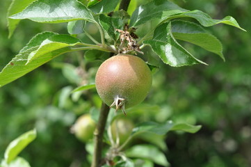 An apple growing on a fruit tree