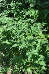 Potato plants in the allotment