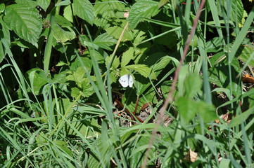 A small white butterfly