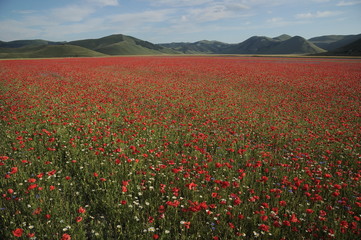 Symphony of natural colors. The summer flowering of Castelluccio di norcia