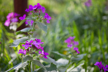 Small purple flowers in the garden. Lunar Flower