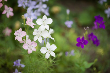 small pink, white and purple flowers in the garden