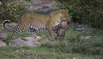 Mother Leopard with a fresh killed warthog
