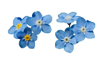 Fototapeta na wymiar Blue forget me not spring flowers isolated on white background. Photo realism macro. Decorative elements for greeting cards, invitations. Vector set for your design.