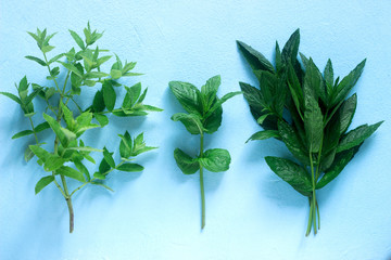 Sprigs of fresh mint of different varieties on a blue background.