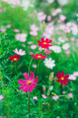 Fototapeta premium Colorful bright cosmos flowers, beautiful background