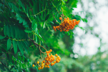 Bunch of unripe yellow berries of rowan tree on the background of green leaves - 212753969