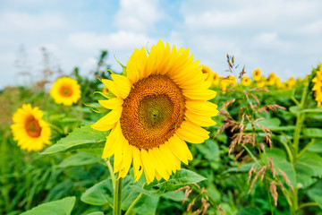 Fototapeta premium Sunflowers summer nature landscape