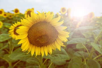 Sunflowers summer nature landscape