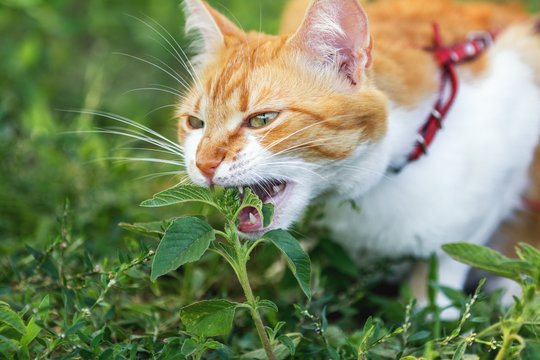 Cute white-red cat in a red collar gets hurt on the grass