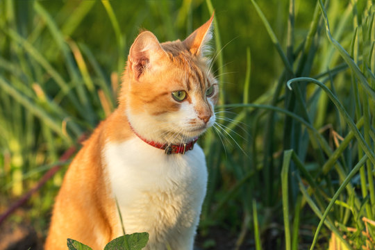 Cute white-red cat in a red collar watching for something