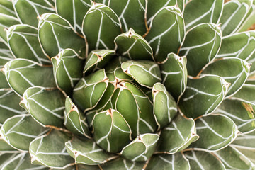 succulents in a natural habitat, cactus in desert outdoors