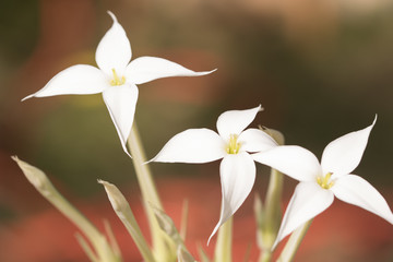 Succulent plant white flower. Background for spring design. Macro view.