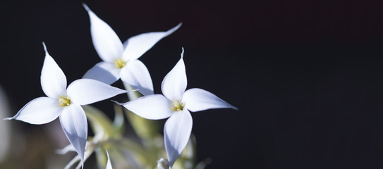 Succulent plant white flower. Background for spring design. Macro view.