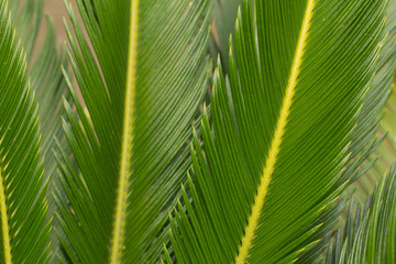 close up of green palm leaf close up