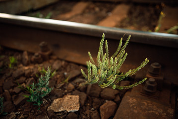 Train rails in country landscape