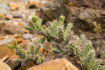 succulents in a natural habitat, cactus in desert outdoors