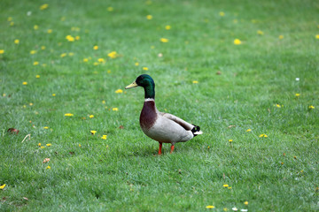 Beautiful Male Duck in a Meadow