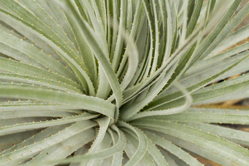 succulents in a natural habitat, cactus in desert outdoors