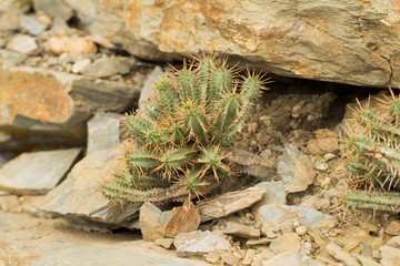 succulents in a natural habitat, cactus in desert outdoors