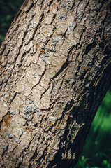 bark on the background of greenery