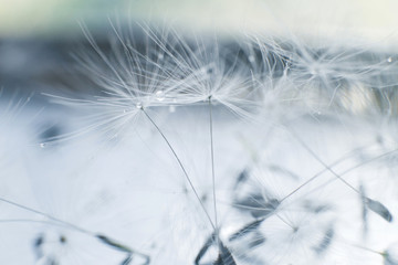 dandelion seeds with drops of water on a blue background  close-up