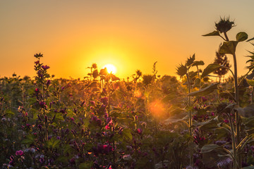 Obraz premium Kwiat łąka w zachodzie słońca