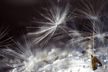 dandelion seeds with drops of water on a blue dark background  close-up