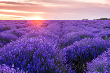 Obraz na płótnie Canvas panorama field lavender summer. shallow depth of field