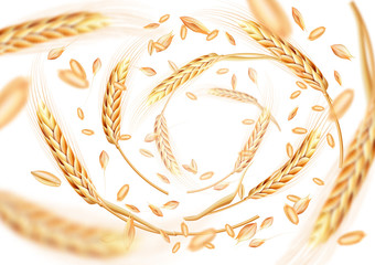 Wheat ears and grains whirl in the air. Wheat in motion on a white background. Realistic vector illustration for your design.