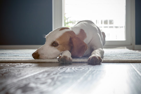 Istrian shorthaired hound relaxing on rug and wooden floor in a sunny room with blue walls