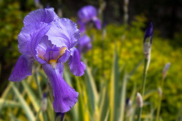 Blaue Schwertlilie