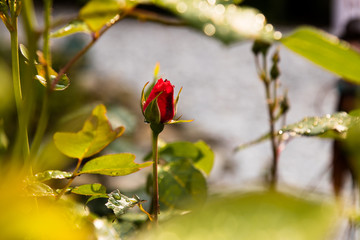 Red Morning Rose