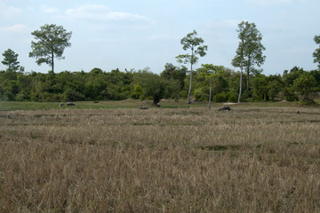 Angkor Cambodia, rural landscape of rice paddies in dry season with water buffalo in distance