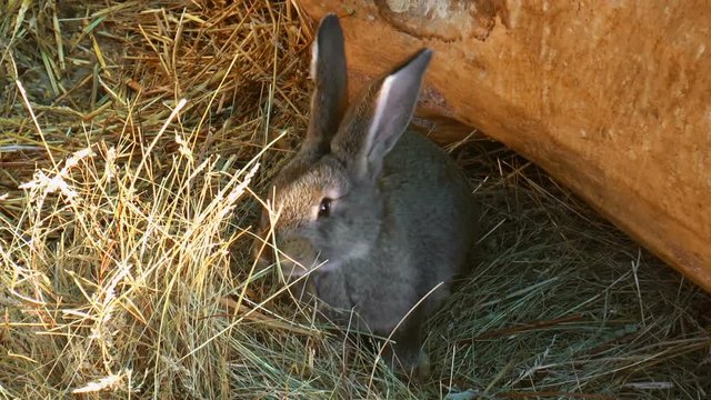 Rabbit eat grass. Nature background