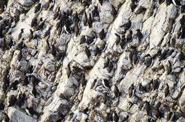 Seabird Colony on a Cliff Edge