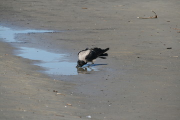 trinkender Rabe am Strand