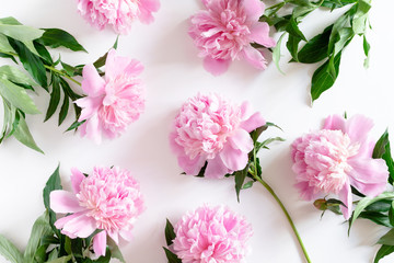 Pink peonies pattern on a white background