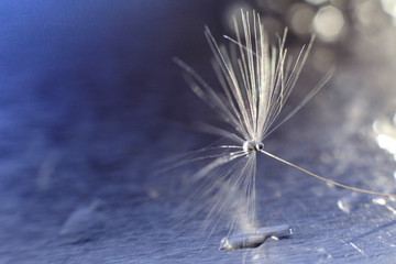 a drop of water on a dandelion. dandelion on a blue background with  copy space close-up