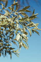 A branch of olive tree in the sunlight