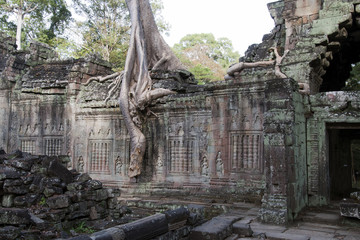 Naklejka premium Angkor Cambodia, Spung tree roots encasing the decorated wall at 12th century Preah Khan temple
