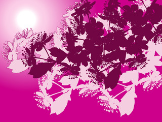 spring tree blossoming branches on pink background