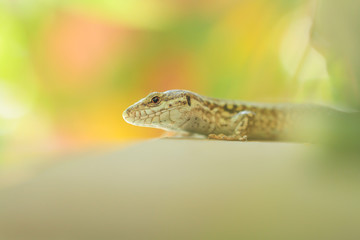 Fototapeta premium Petit lézard marron sur fond coloré