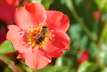 abeille