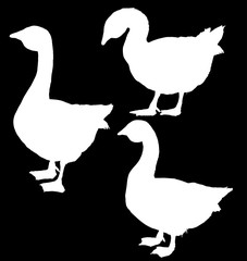 silhouettes of three gooses isolated on black
