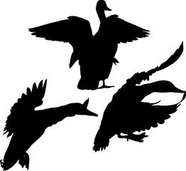 isolated on white silhouettes of three flying ducks