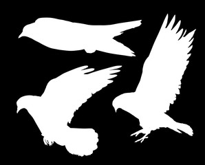 white silhouettesof three flying pigeons