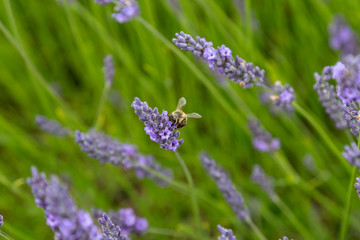 A Bee on a Lavender Flower
