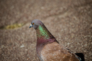 pigeon