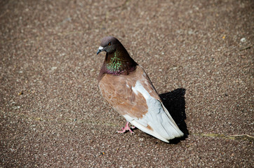 pigeon